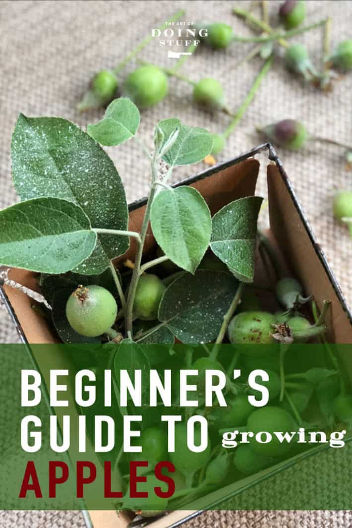 A Beginner\'s Guide to Apple Trees.