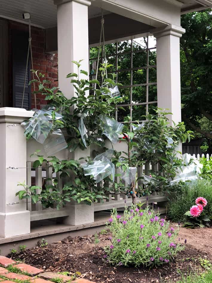 View of apple espalier with baggies, on porch from the side.