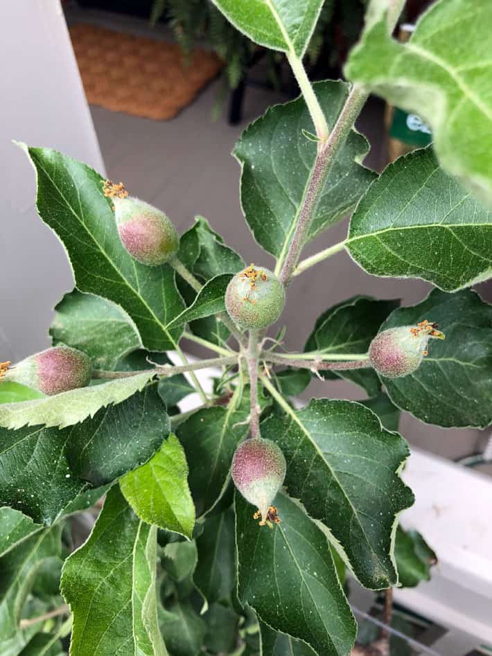 Cluster of 5 very small apples on apple branch.