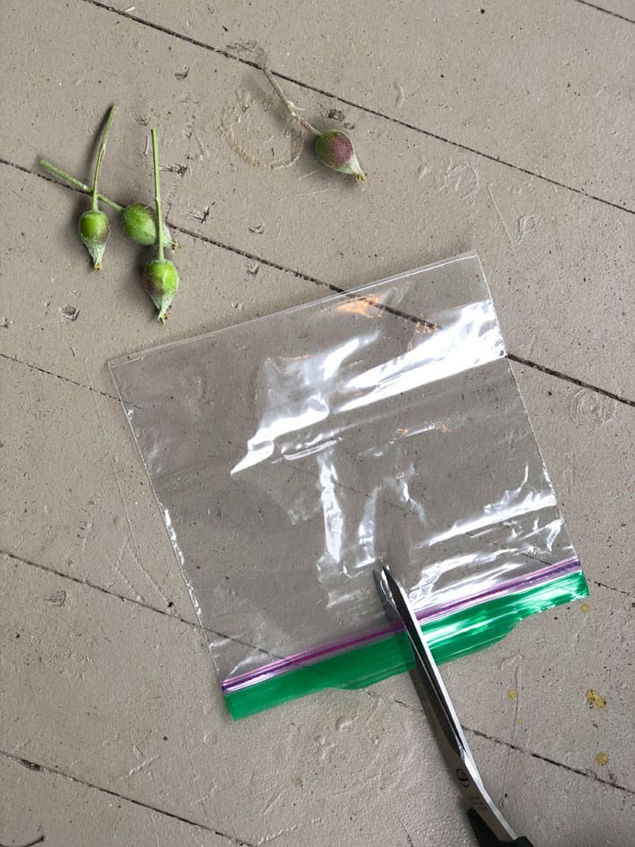 Cutting small slit in the mouth of a ziploc baggie.