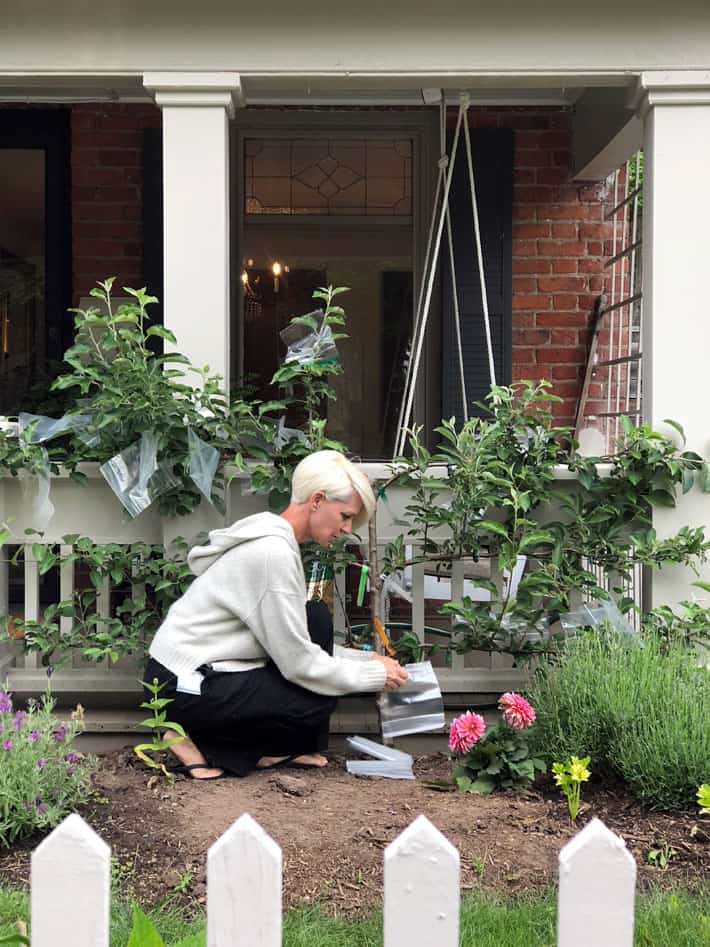 View over a picket fence of Karen Bertelsen kneeling in front of apple espalier on a white porch. 