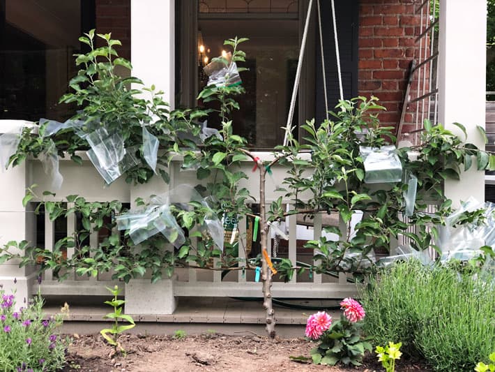 3 tiered apple espalier covered in apples in baggies.