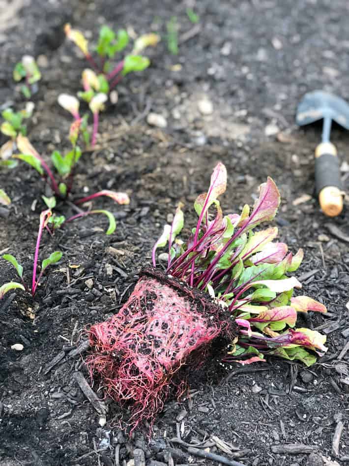 Beet seedlings with a mass of red roots laying beside row of planted seedlings.