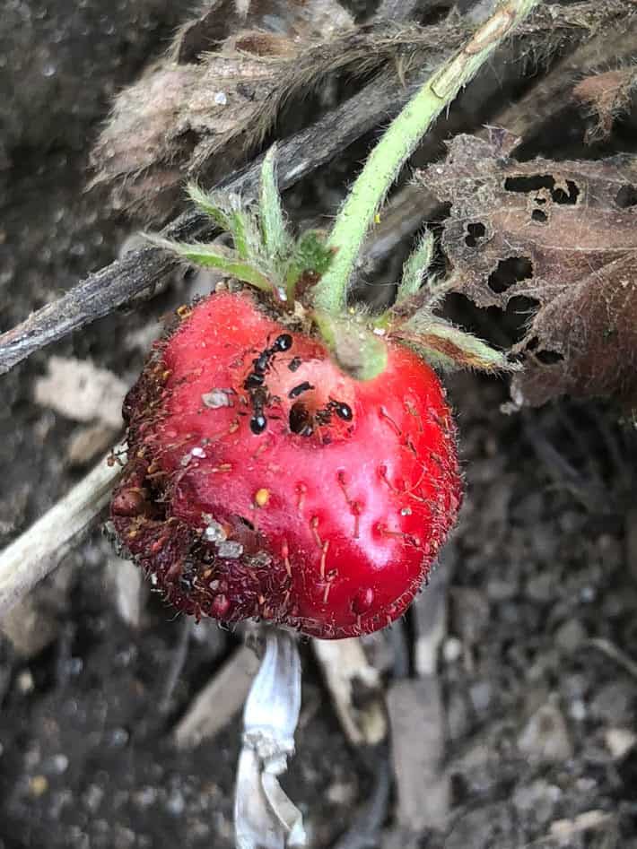 Rotting strawberry being eaten by ants.