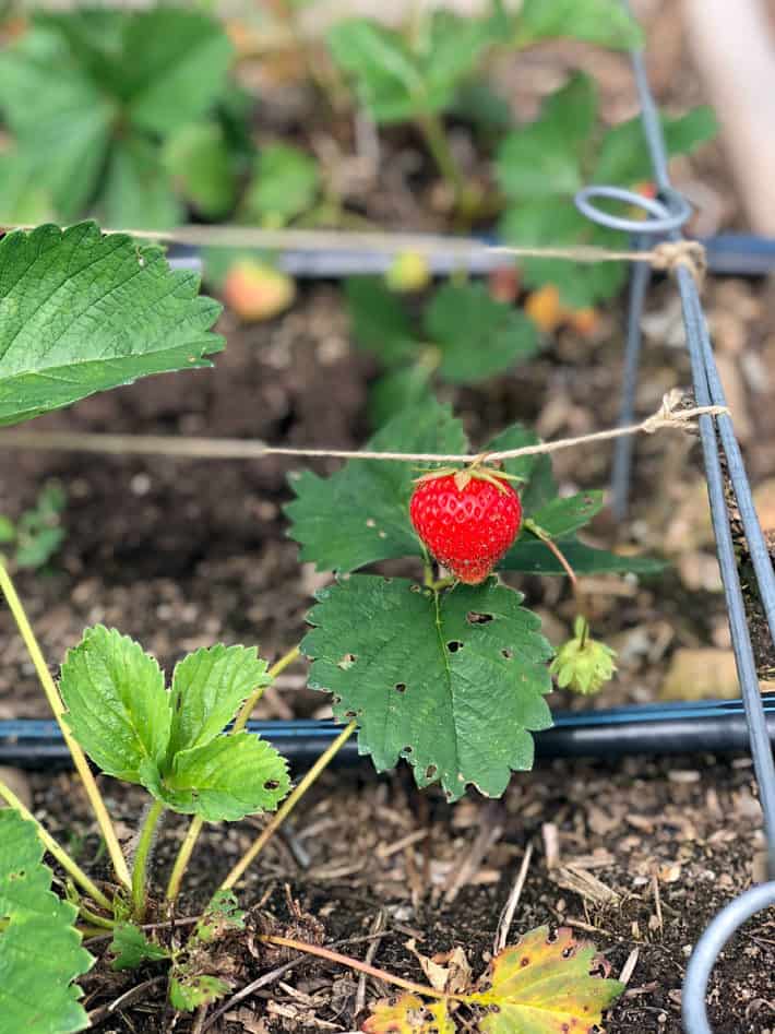 Ripening strawberry kept off the soil by draping it over strings strung across strawberry bed.