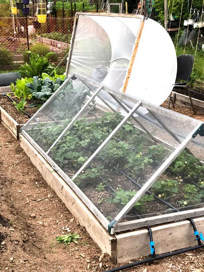 DIY hoop houses, one net and one ¼" hardware cloth to protect kale and strawberries respectively.