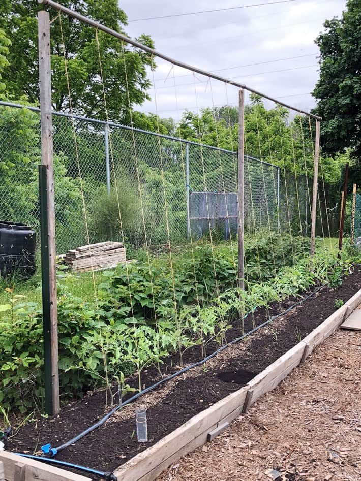 16' long string trellis for tomatoes in large vegetable garden.