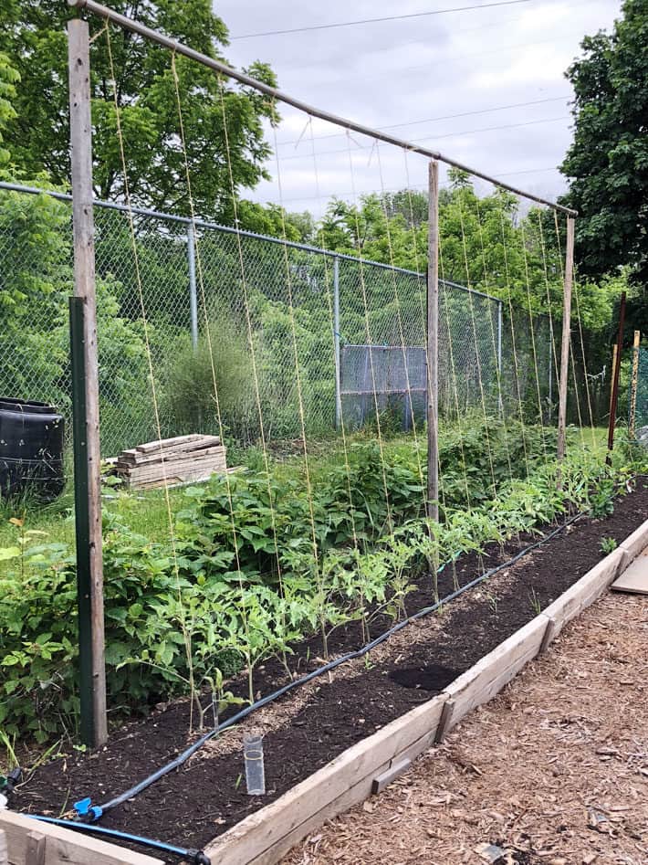 Long row of tomato seedlings being string trained.