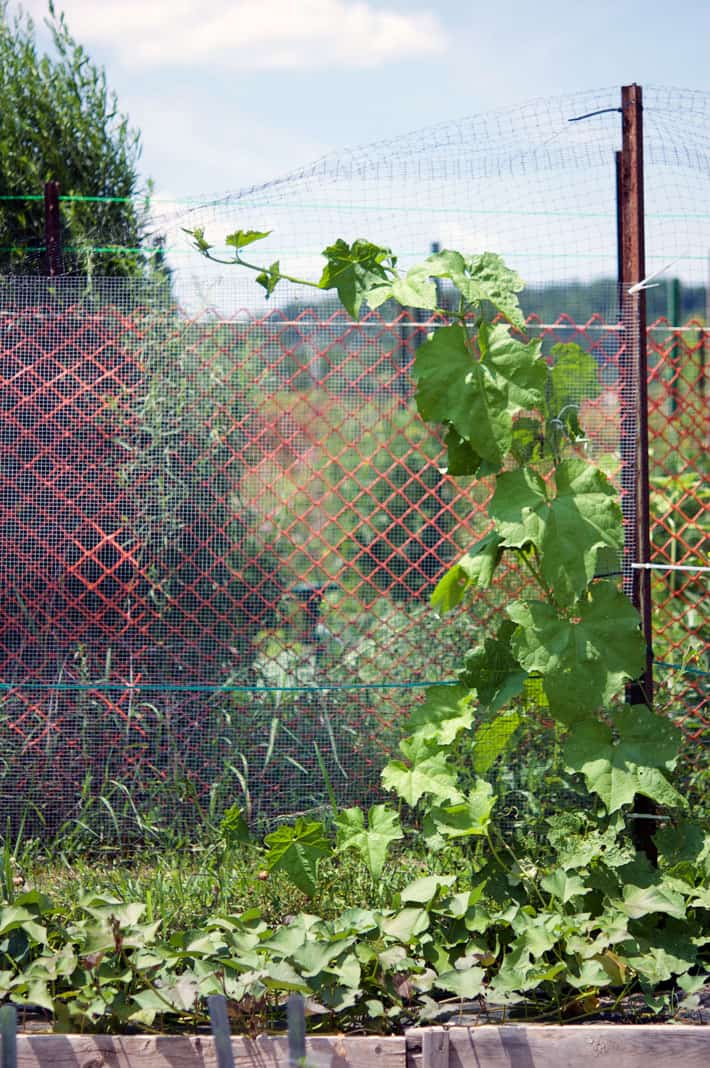 A young loofah vine growing on fence.