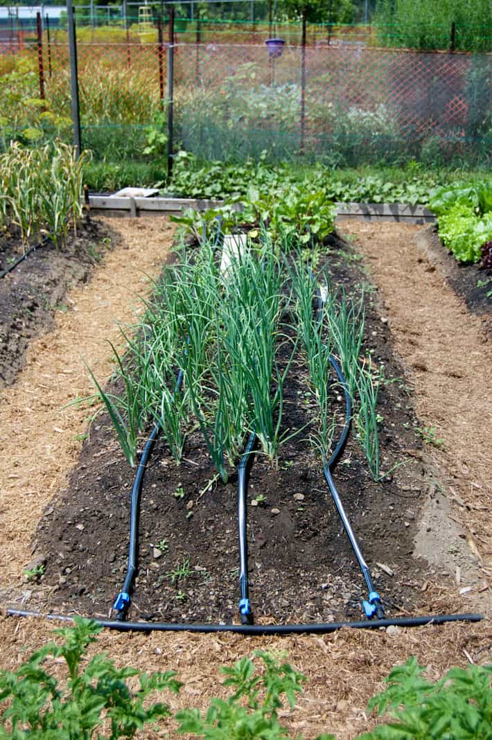 Mid summer raised garden bed filled with growing onions, started at home with seeds.