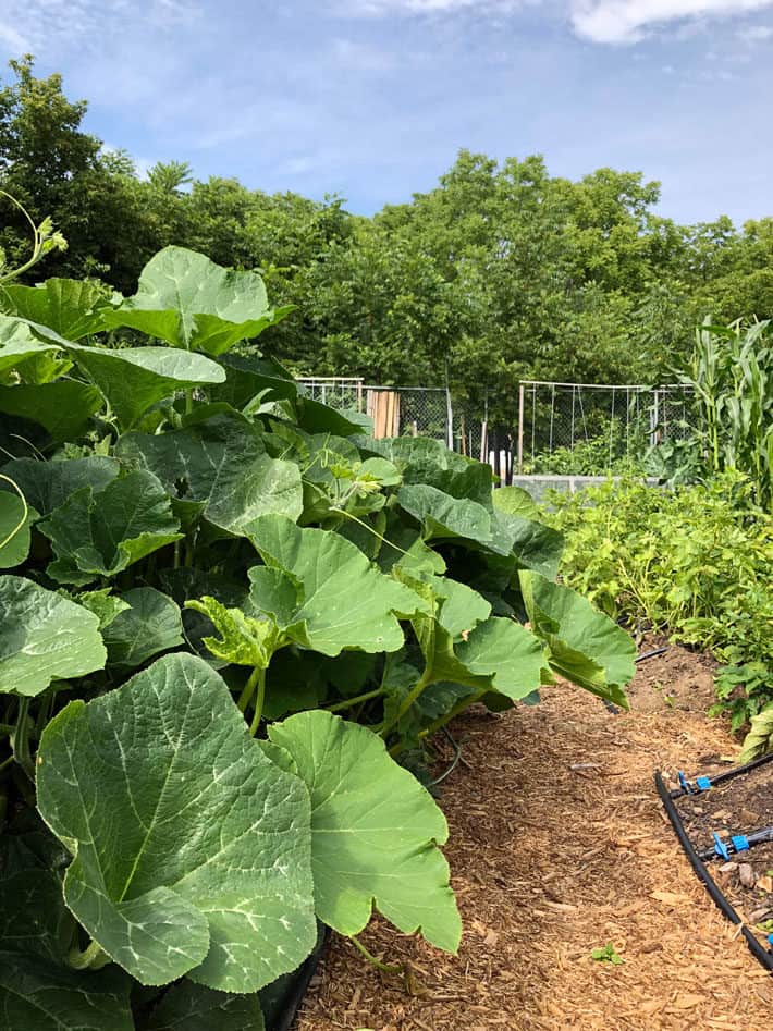 A large bed of overflowing squash vines in a summer garden.