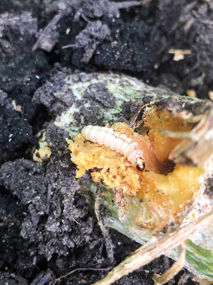 How To Remove Prevent And Control Squash Vine Borers The Art Of Doing Stuff