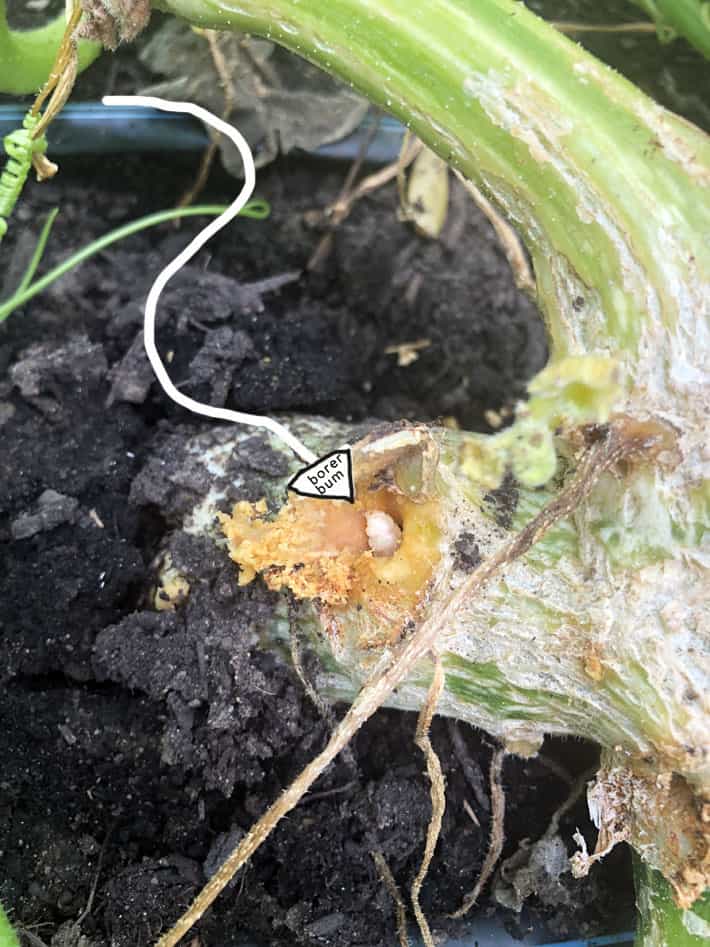 Vine borer bum sticking out of squash stem at soil level.