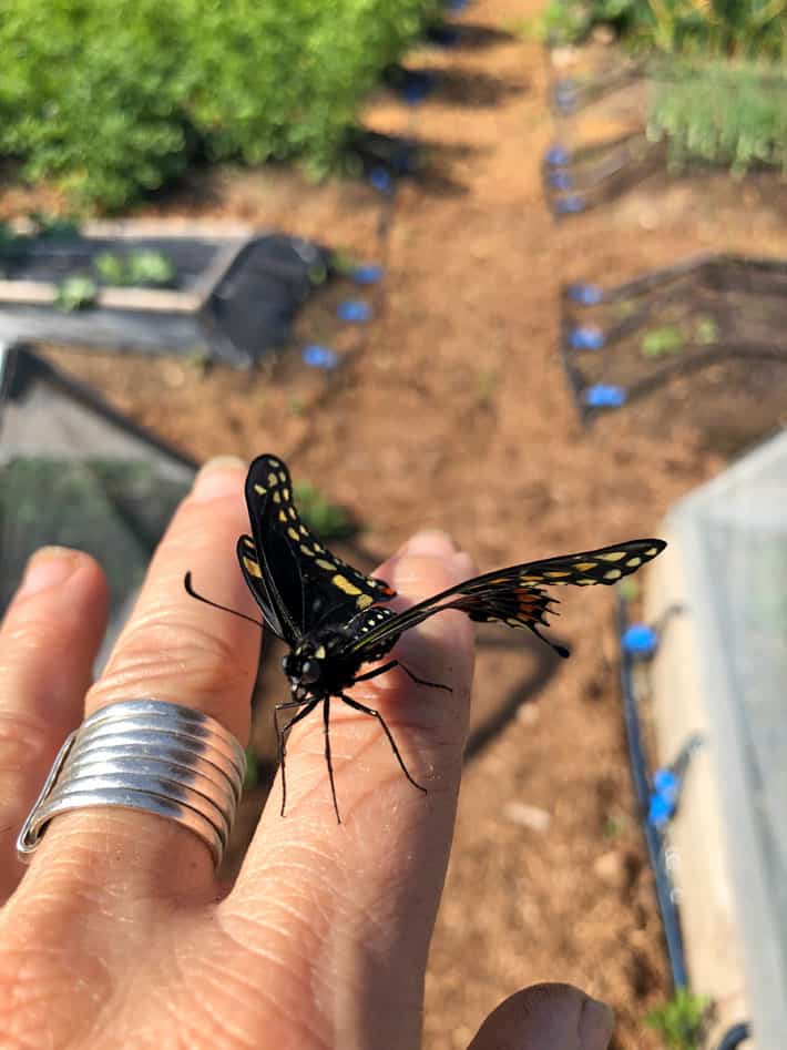 Swallowtail butterfly on a finger.