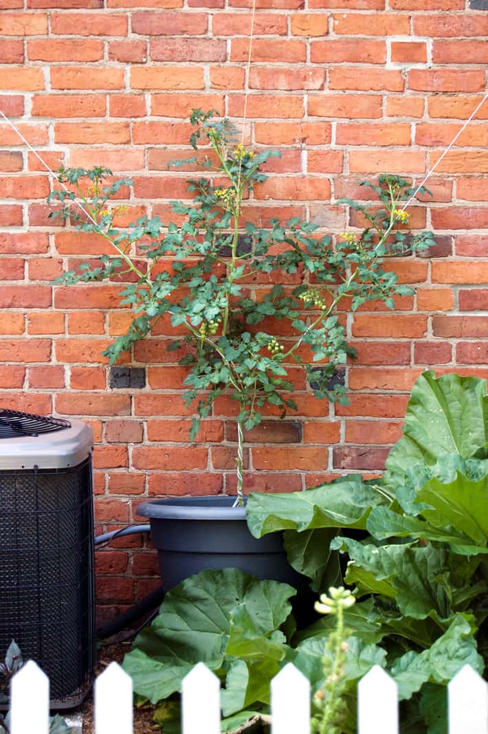 Espalier tomato plant in pot growing against brick wall.