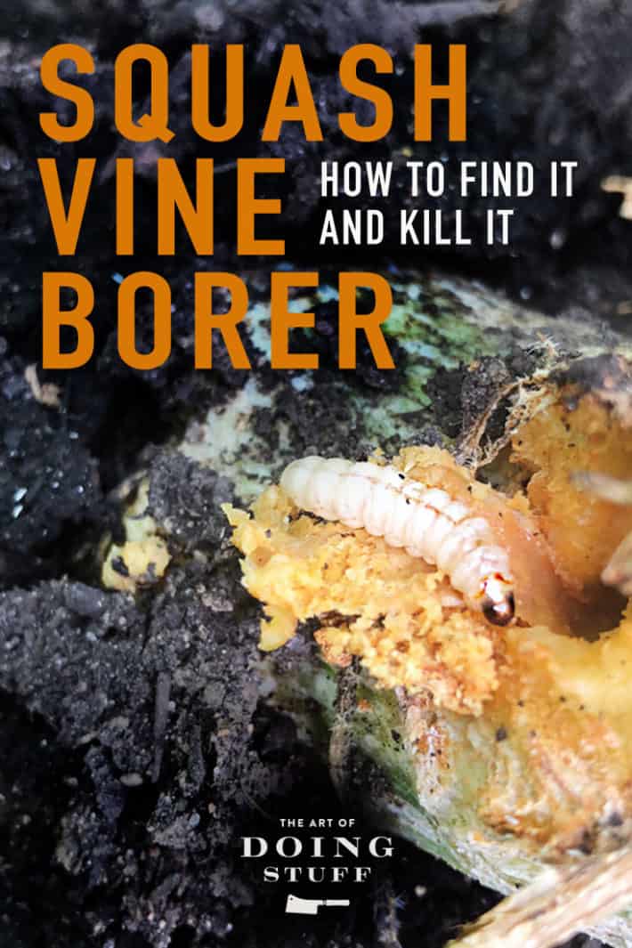 How to Prevent & Control Squash Vine Borer