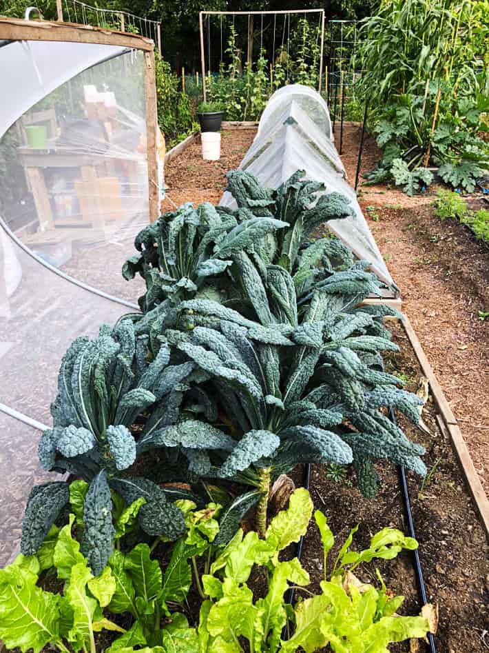 Massive kale plants growing in a raised bed fitted with a hoop house to keep critters away.