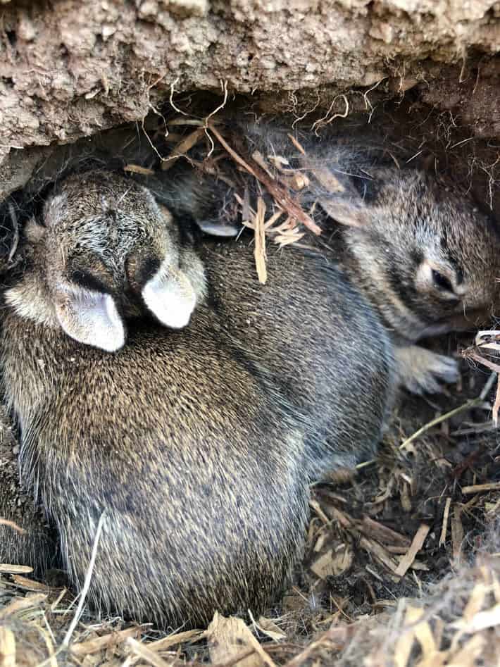 A rabbit with her babies sleeping in a burrow in Karen's vegetable garden. 