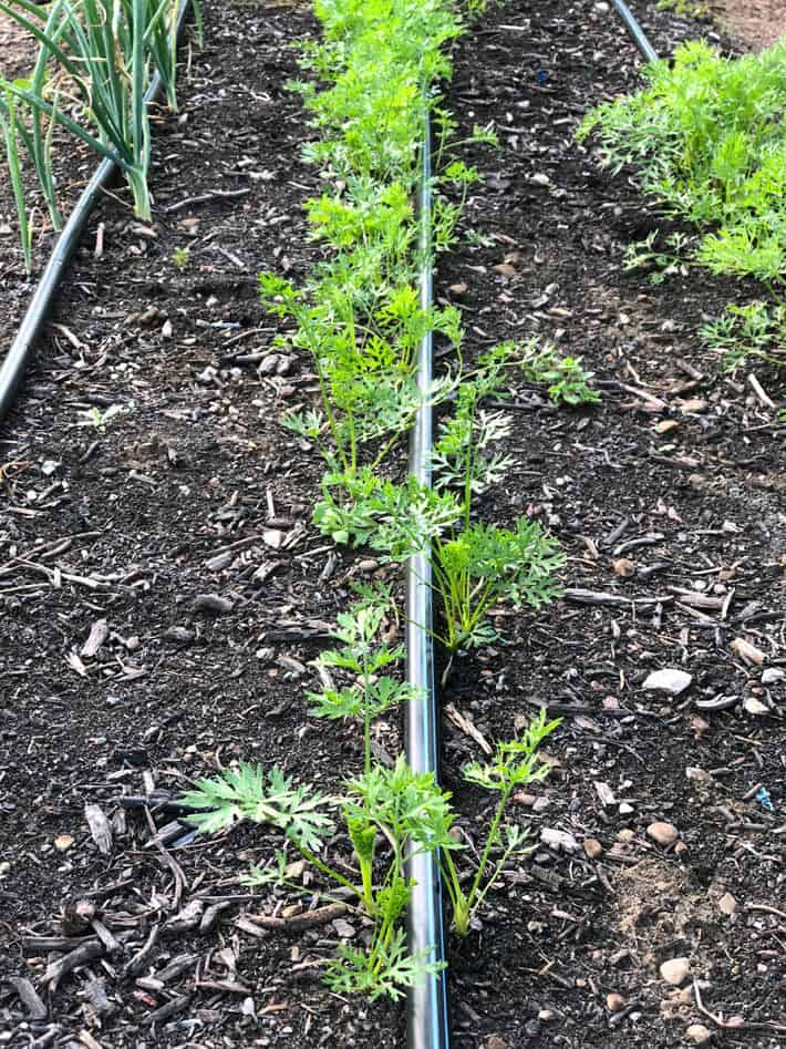 Carrot seedlings off to a good start growing on either side of a drip irrigation tube.