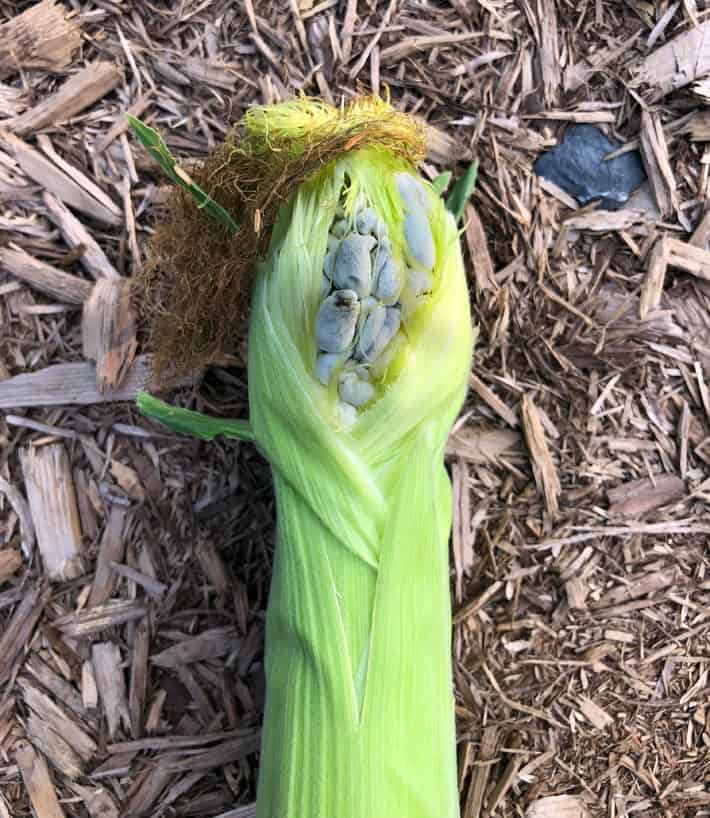 Corn with corn smut aka Huitlacoche.