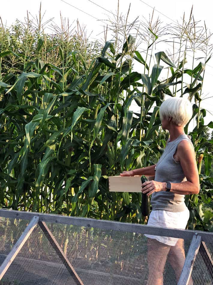 Karen Bertelsen holding a wooden crate and standing in front of tall stalks of corn growing in the garden. 