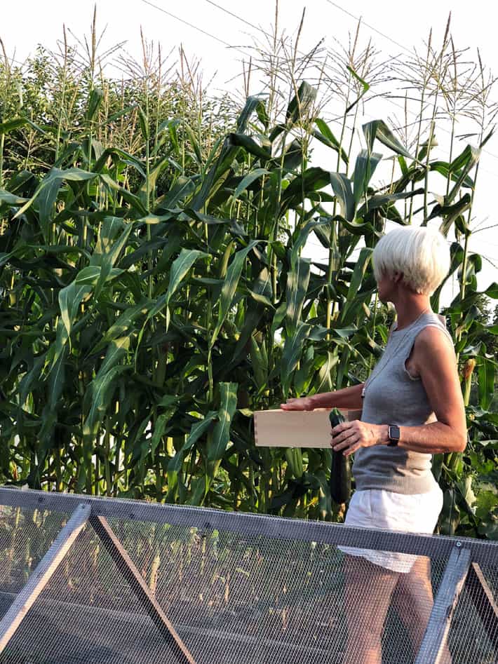 Karen Bertelsen picking corn from her home garden.
