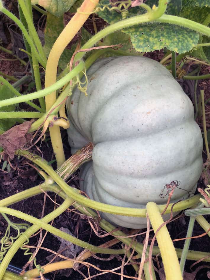 Jarrahdale pumpkin growing on the vine.