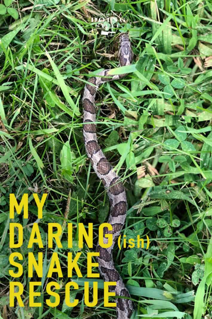 I Encountered a Massive Snake Last Week.  Here\'s How That Went.