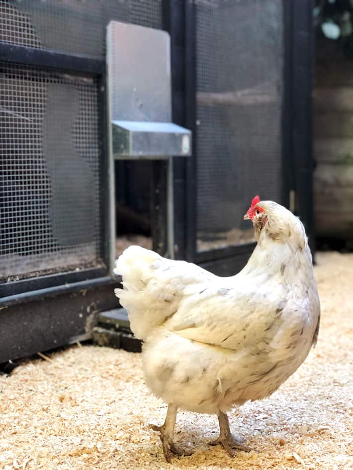 An Automatic Chicken Coop Door The Best Coop Investment The Art