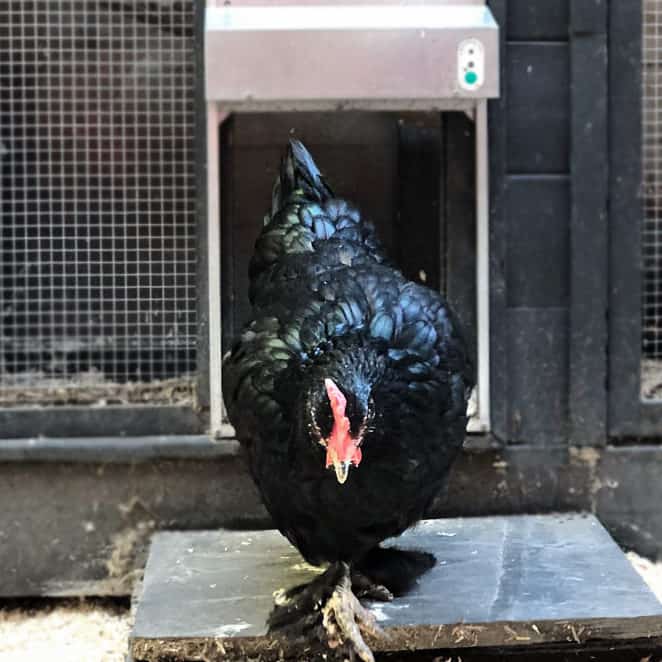 an Automatic Chicken Coop Door