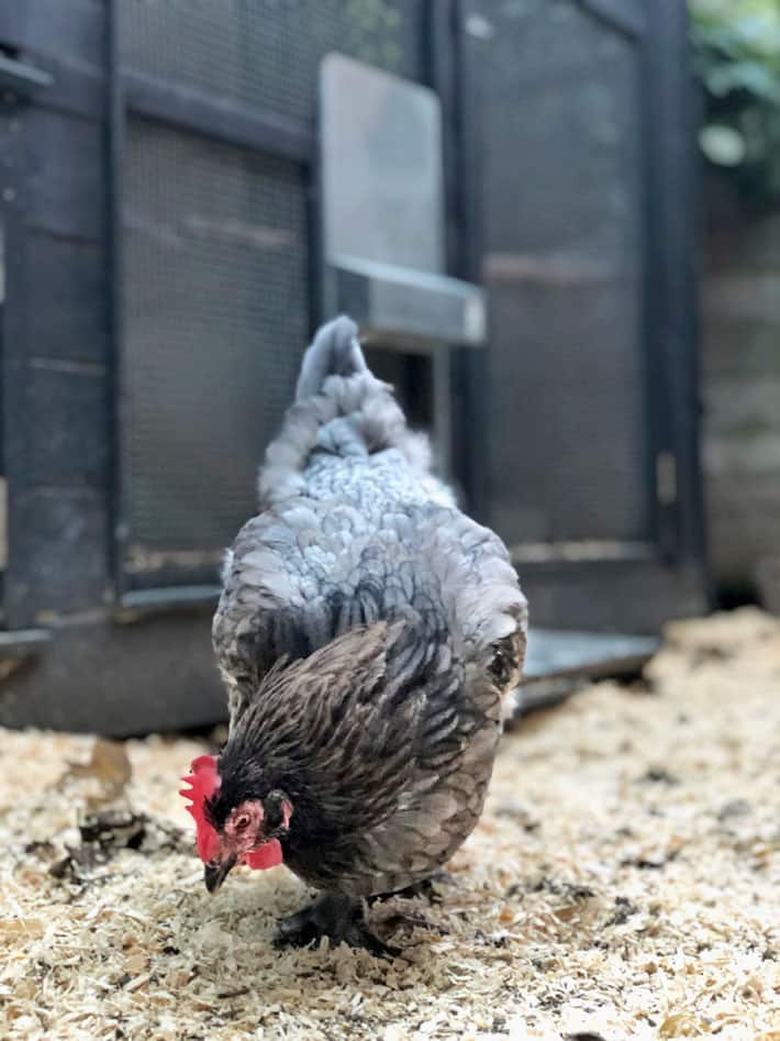 An Automatic Chicken Coop Door The Best Coop Investment The Art