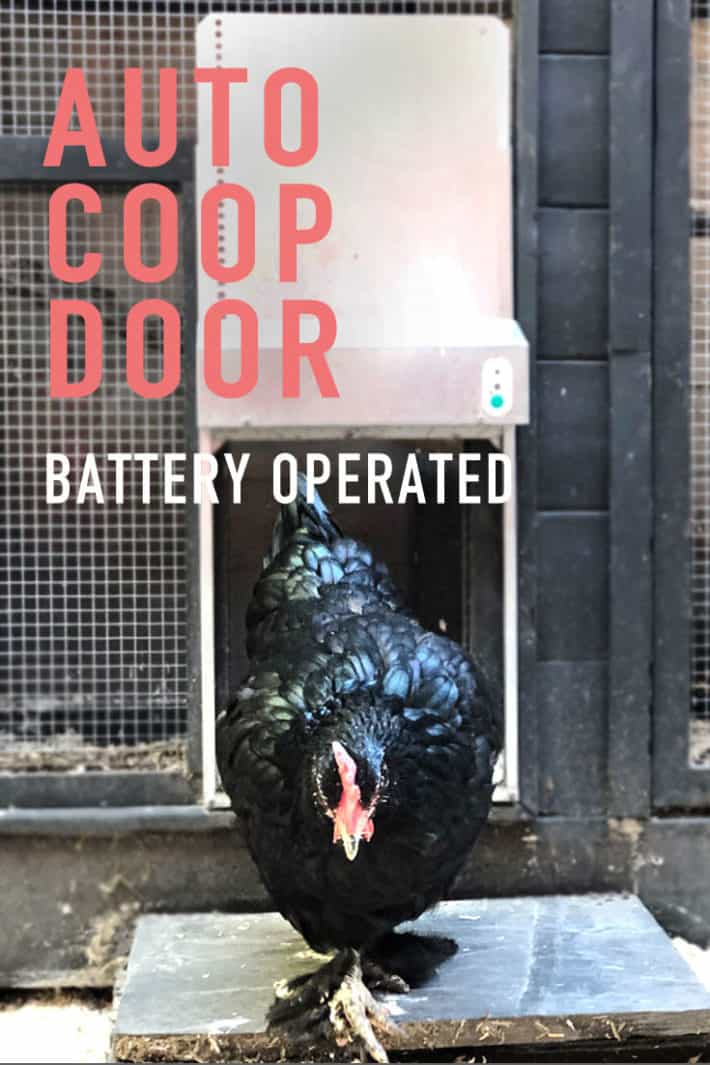 Why You Need an Automatic Chicken Coop Door.