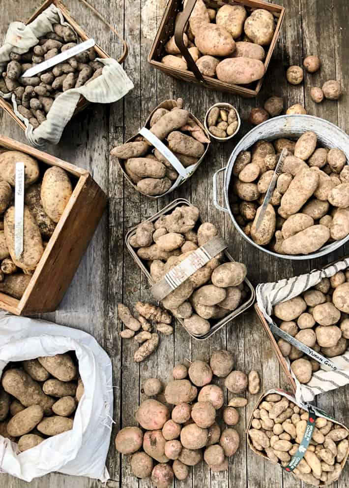 Baskets and baskets and baskets of homegrown potatoes.