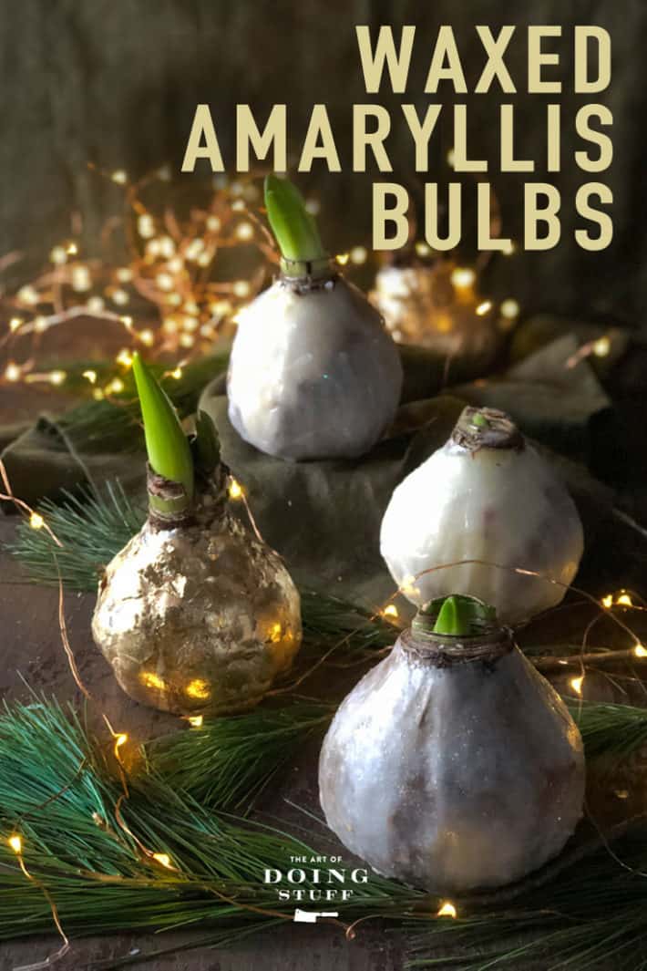 How to Make Waxed Amaryllis Bulbs