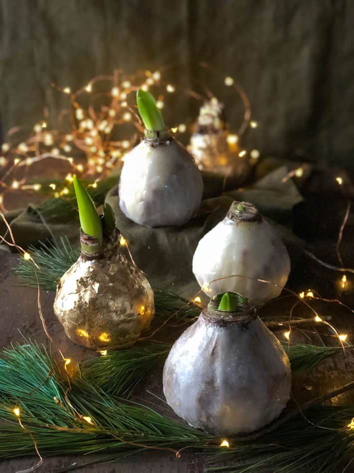Snow Flecked Waxed Amaryllis Bulb Beautiful for Christmas No Watering Needed Silver Easy Care 
