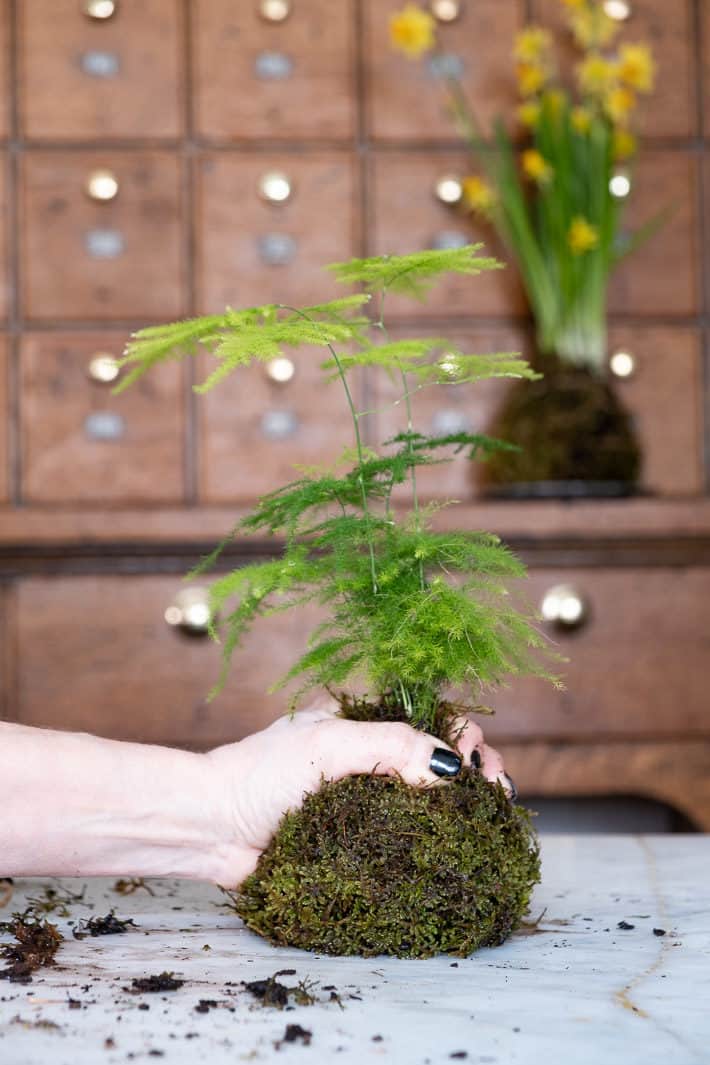 A hand grasps a moss wrapped rootball for making Kokedama.