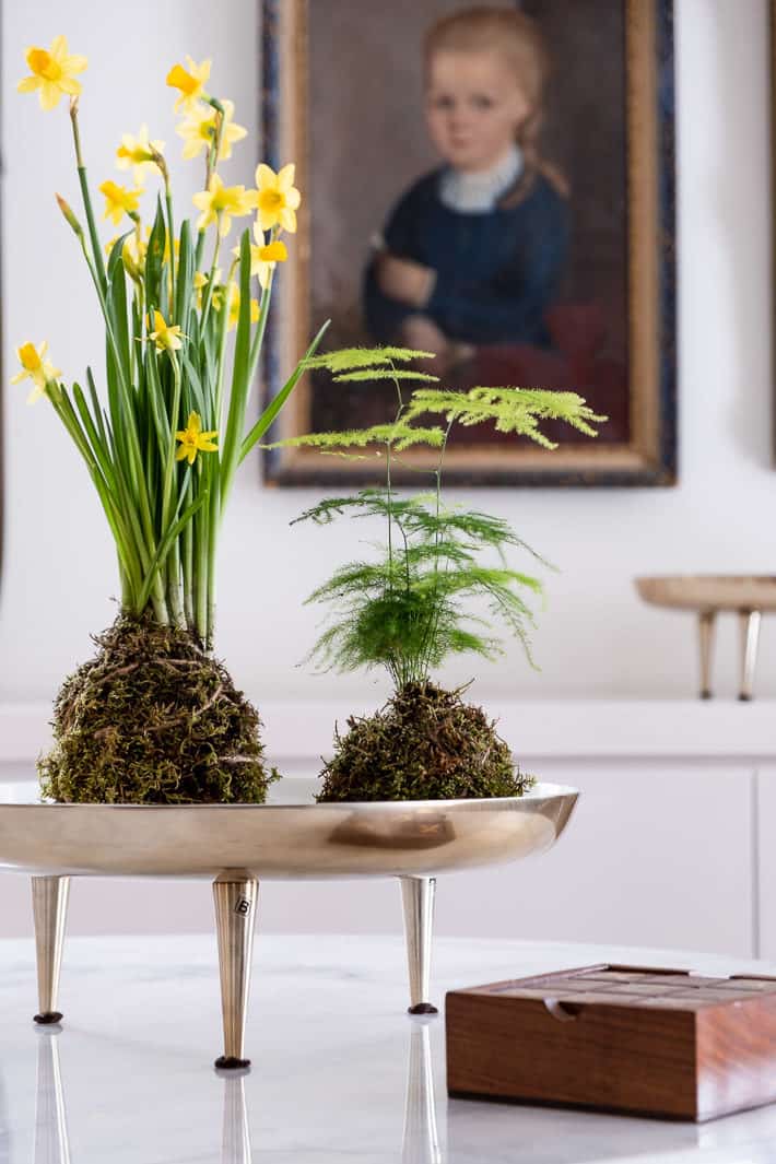 Kokedama pots on ferns and mini daffodil bulbs.