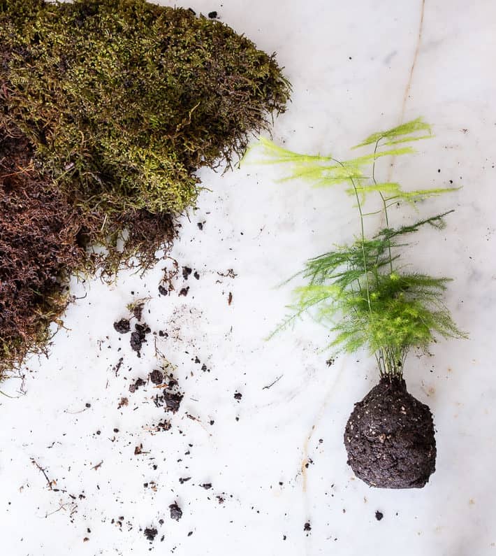 Ball of soil on fern shaped into ball for Kokedama.