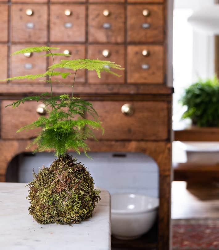 A fern rootball wrapped in sheet moss in front of an oak apothocary cabinet.