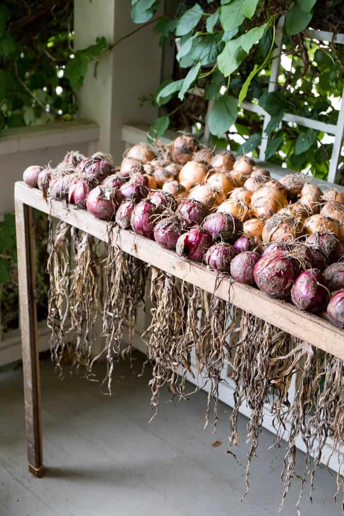 Curing onions outside on a wood onion curing rack protected on a front porch.