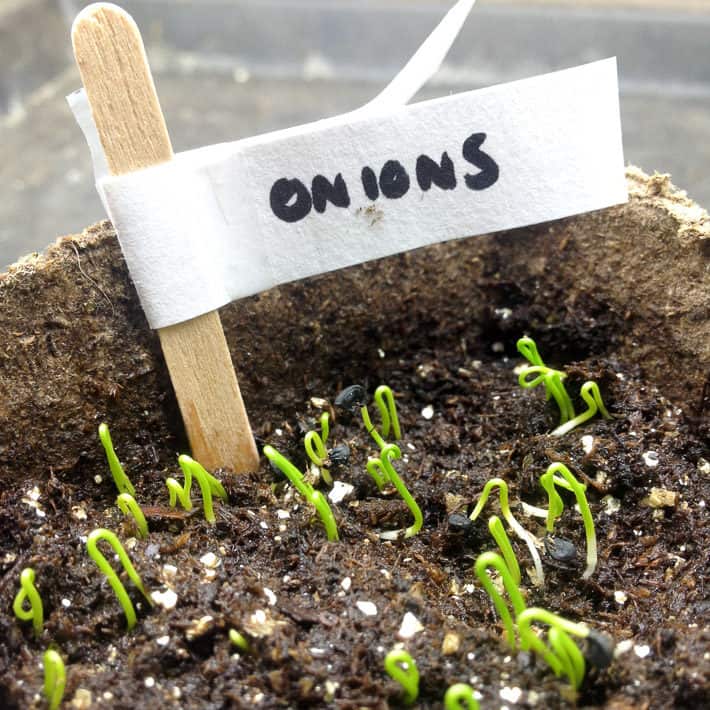 10 day growth of onion seeds sprouting in biodegradable pot.