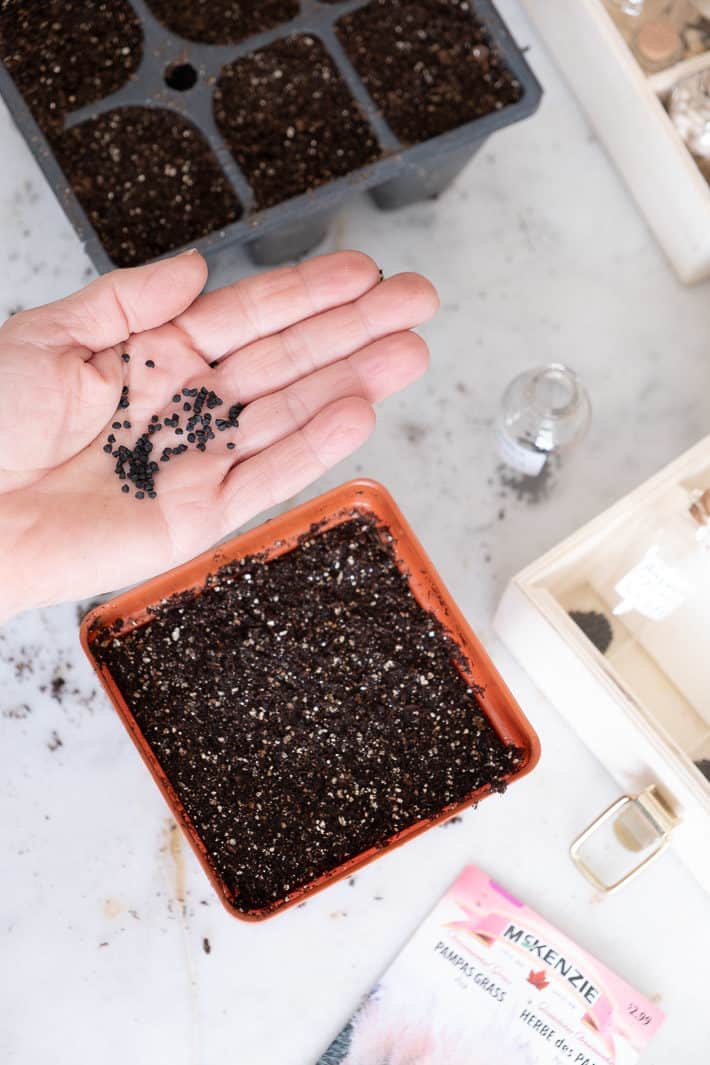 Black, round, onion seeds held in the palm of a hand over a pot of growing medium.