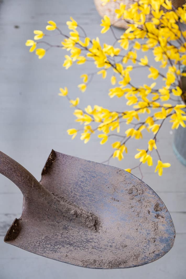 Garden shovel prior to cleaning and sharpening with a bastard file.