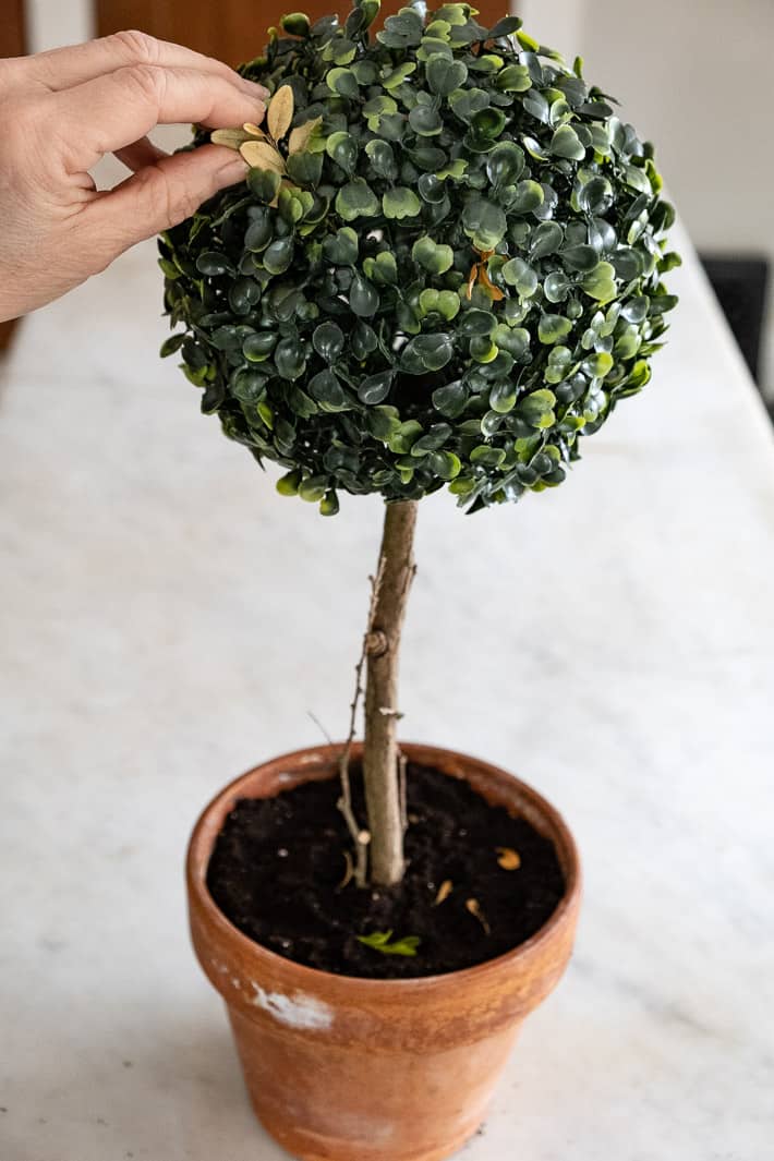 Adding real boxwood leaves to artificial boxwood ball to make it more realistic looking.