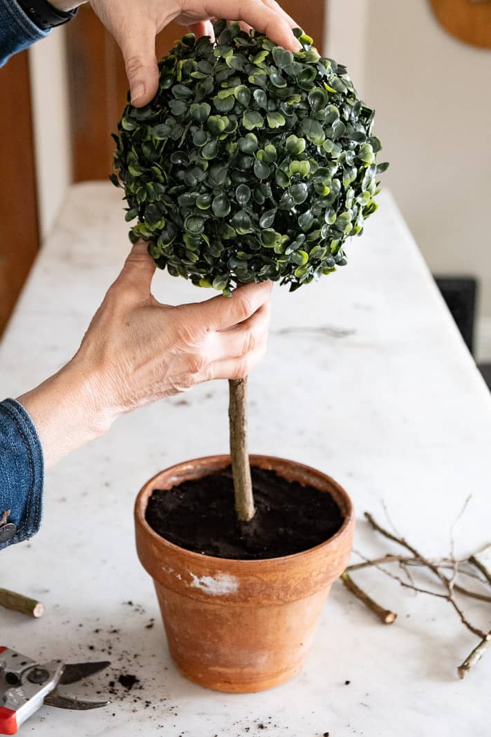 Setting artificial boxwood ball onto stick in clay pot to make topiary.