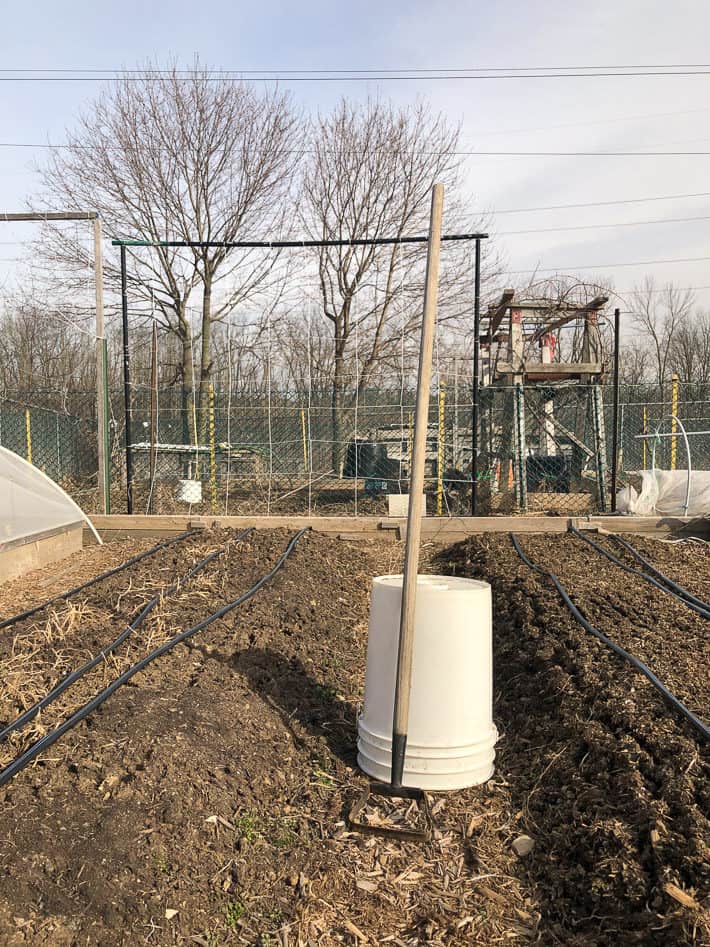 Dutch hoe leans on bucket in vegetable garden.