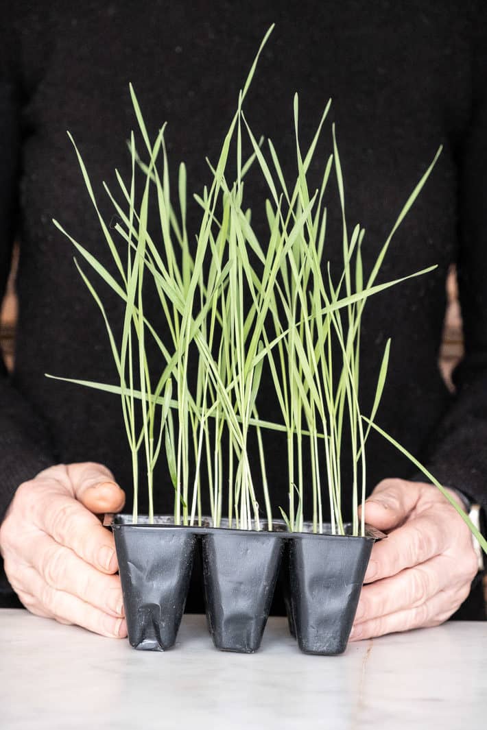 Wheat sprouts after 2 weeks at about 9 inches tall.