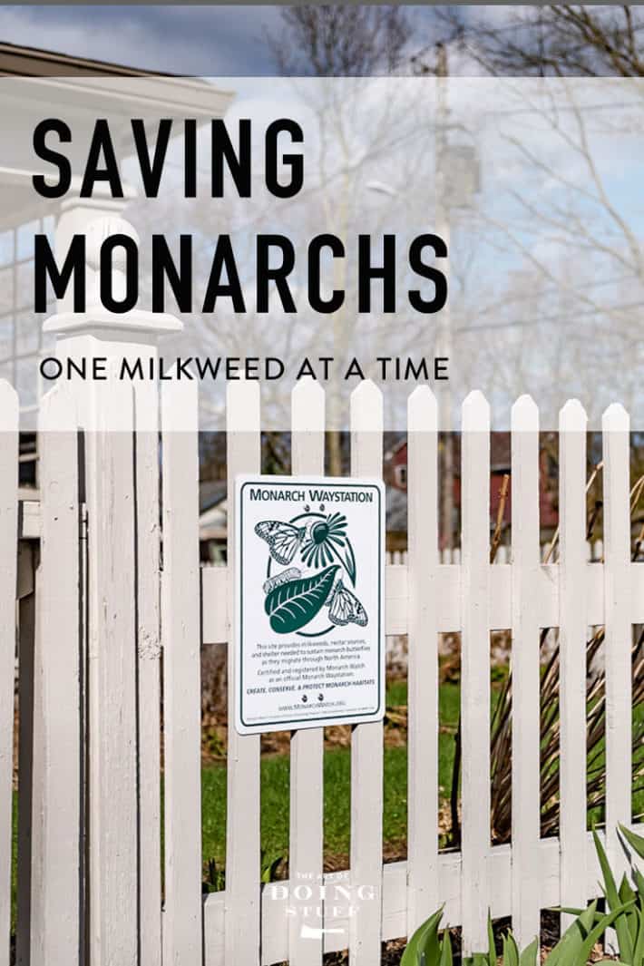 If You\'re Serious About Raising Monarchs This Post Is For You.