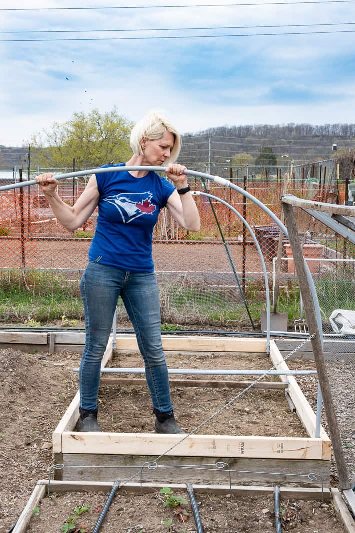 Karen Bertelsen in Blue Jays t shirt bends conduit into place on a hinged hoop house she's building in a large garden.