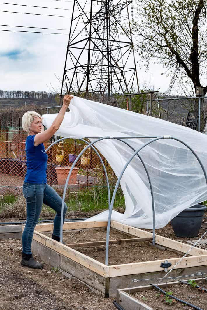 Karen Bertelsen drapes insect cover over DIY hoop house.